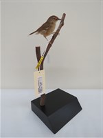 藏品(短翅樹鶯)的圖片